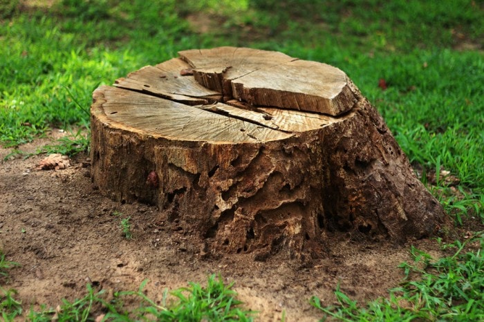 stump removals