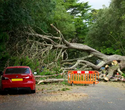 Emergency tree remove