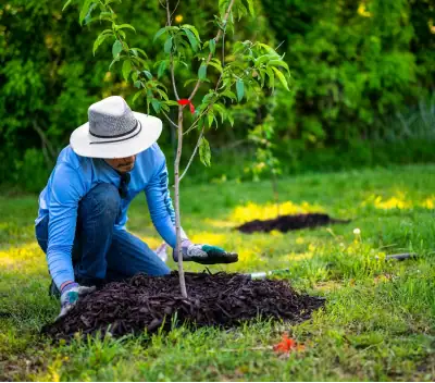 Tree Mulching and Chipping