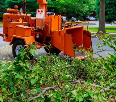 Tree Remove