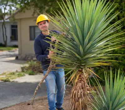 Yacca Remove
